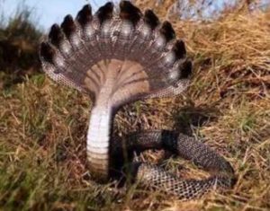Nava Naga Stotram